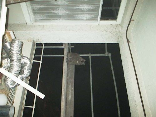 img0109.jpg (35165 bytes)
